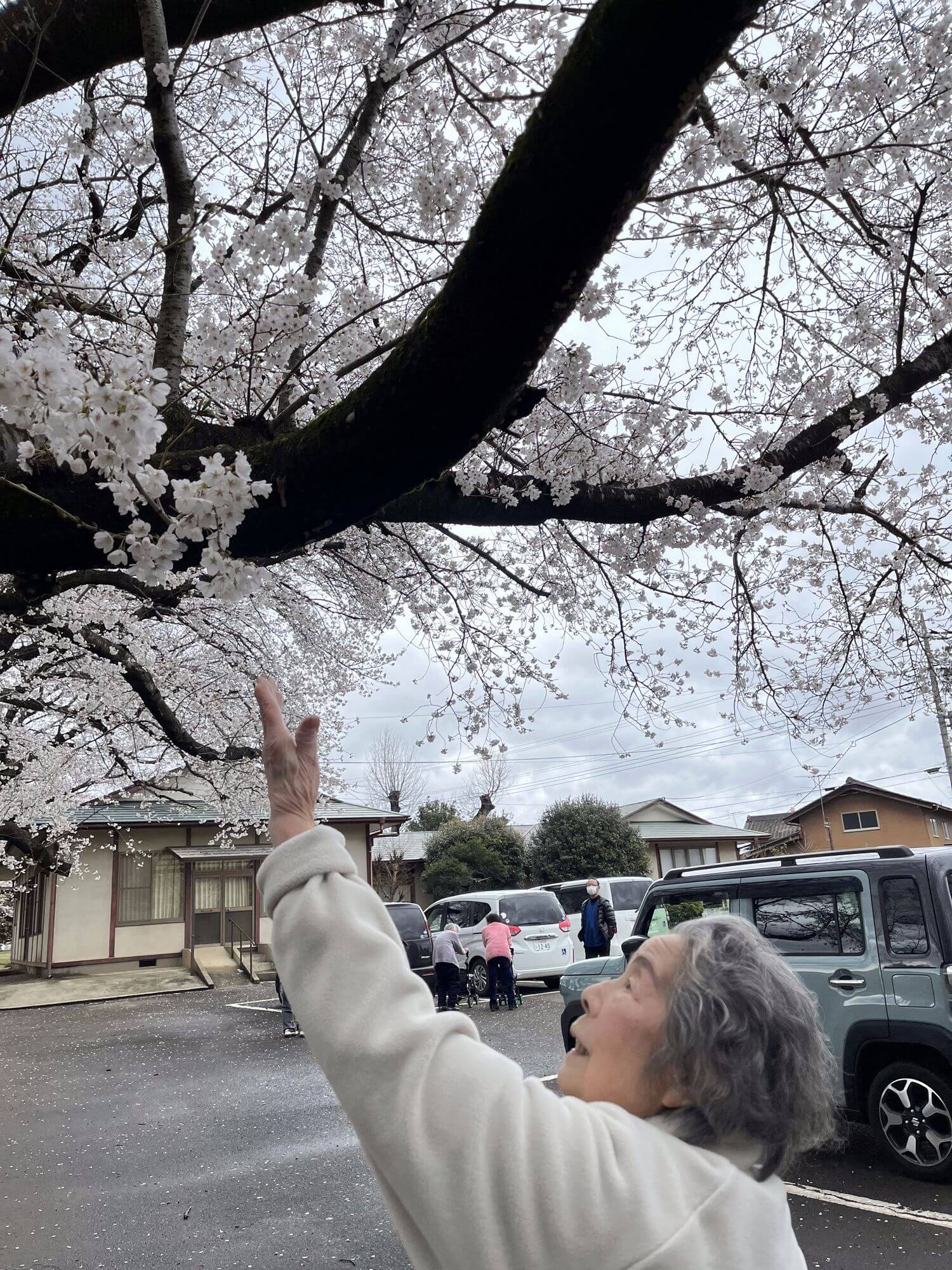 桜と利用者さん